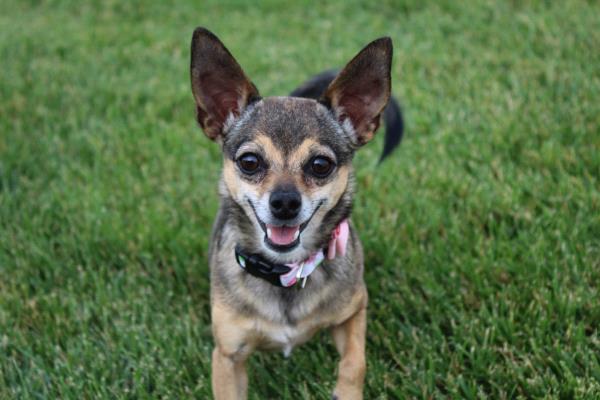 /Images/uploads/Humane Society of Utah/HSUCalendar/entries/1264thumb.jpg